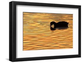 American Coot (Fulica americana) adult, feeding on water, silhouetted at sunset, Florida-Edward Myles-Framed Photographic Print