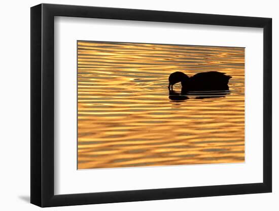 American Coot (Fulica americana) adult, feeding on water, silhouetted at sunset, Florida-Edward Myles-Framed Photographic Print