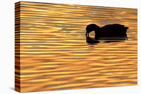 American Coot (Fulica americana) adult, feeding on water, silhouetted at sunset, Florida-Edward Myles-Stretched Canvas