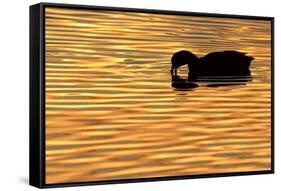 American Coot (Fulica americana) adult, feeding on water, silhouetted at sunset, Florida-Edward Myles-Framed Stretched Canvas