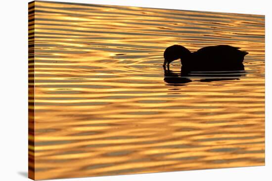 American Coot (Fulica americana) adult, feeding on water, silhouetted at sunset, Florida-Edward Myles-Stretched Canvas