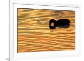 American Coot (Fulica americana) adult, feeding on water, silhouetted at sunset, Florida-Edward Myles-Framed Photographic Print