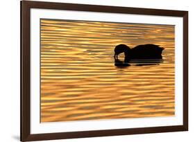 American Coot (Fulica americana) adult, feeding on water, silhouetted at sunset, Florida-Edward Myles-Framed Photographic Print