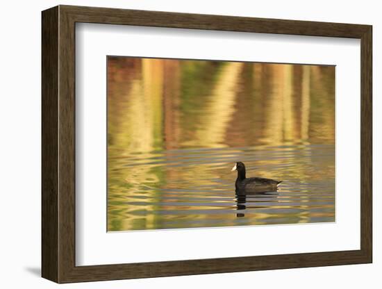 American Coot (Fulica americana) adult, swimming at dawn, Florida, USA-Edward Myles-Framed Premium Photographic Print