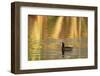 American Coot (Fulica americana) adult, swimming at dawn, Florida, USA-Edward Myles-Framed Premium Photographic Print