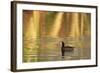 American Coot (Fulica americana) adult, swimming at dawn, Florida, USA-Edward Myles-Framed Photographic Print