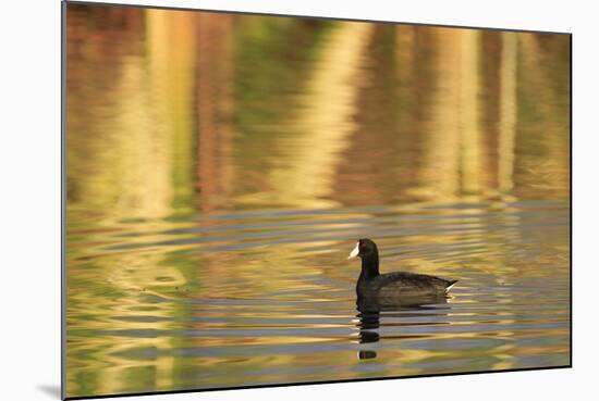 American Coot (Fulica americana) adult, swimming at dawn, Florida, USA-Edward Myles-Mounted Photographic Print