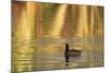American Coot (Fulica americana) adult, swimming at dawn, Florida, USA-Edward Myles-Mounted Photographic Print