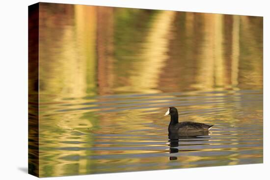 American Coot (Fulica americana) adult, swimming at dawn, Florida, USA-Edward Myles-Stretched Canvas