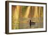 American Coot (Fulica americana) adult, swimming at dawn, Florida, USA-Edward Myles-Framed Photographic Print