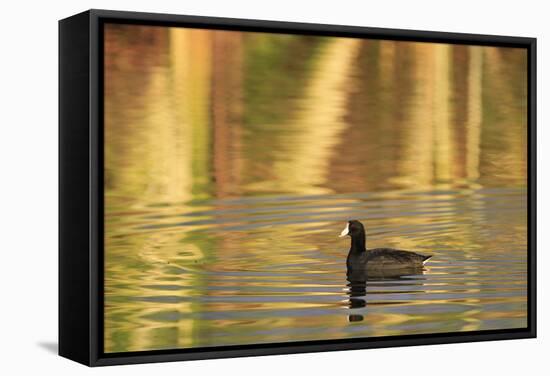 American Coot (Fulica americana) adult, swimming at dawn, Florida, USA-Edward Myles-Framed Stretched Canvas