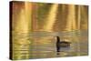 American Coot (Fulica americana) adult, swimming at dawn, Florida, USA-Edward Myles-Stretched Canvas