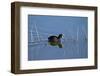 American Coot (Fulica Americana) Swimming-James Hager-Framed Photographic Print