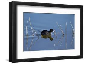 American Coot (Fulica Americana) Swimming-James Hager-Framed Photographic Print