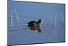 American Coot (Fulica Americana) Swimming-James Hager-Mounted Photographic Print