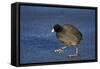 American Coot (Fulica Americana) Walking on Ice-James Hager-Framed Stretched Canvas