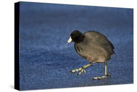 American Coot (Fulica Americana) Walking on Ice-James Hager-Stretched Canvas