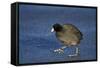 American Coot (Fulica Americana) Walking on Ice-James Hager-Framed Stretched Canvas