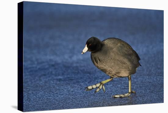 American Coot (Fulica Americana) Walking on Ice-James Hager-Stretched Canvas