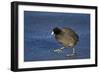 American Coot (Fulica Americana) Walking on Ice-James Hager-Framed Photographic Print