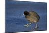 American Coot (Fulica Americana) Walking on Ice-James Hager-Mounted Photographic Print