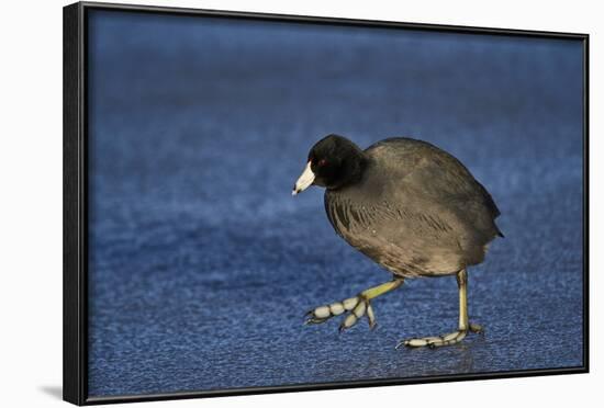 American Coot (Fulica Americana) Walking on Ice-James Hager-Framed Photographic Print