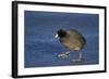 American Coot (Fulica Americana) Walking on Ice-James Hager-Framed Photographic Print