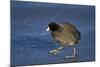 American Coot (Fulica Americana) Walking on Ice-James Hager-Mounted Photographic Print
