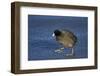 American Coot (Fulica Americana) Walking on Ice-James Hager-Framed Photographic Print