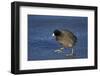 American Coot (Fulica Americana) Walking on Ice-James Hager-Framed Photographic Print