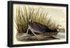 American Coot-null-Framed Poster
