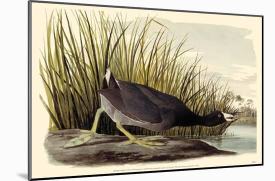 American Coot-null-Mounted Poster