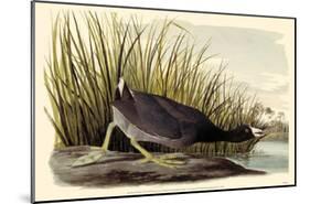 American Coot-null-Mounted Poster