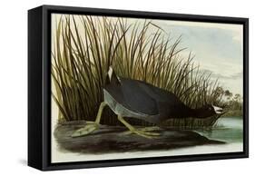 American Coot-John James Audubon-Framed Stretched Canvas