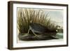 American Coot-John James Audubon-Framed Giclee Print