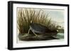 American Coot-John James Audubon-Framed Giclee Print