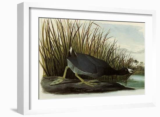 American Coot-John James Audubon-Framed Giclee Print