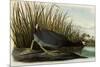 American Coot-John James Audubon-Mounted Giclee Print