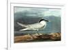 American Coot-John James Audubon-Framed Art Print