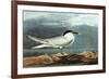 American Coot-John James Audubon-Framed Art Print