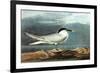 American Coot-John James Audubon-Framed Art Print