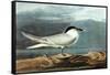 American Coot-John James Audubon-Framed Stretched Canvas