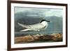 American Coot-John James Audubon-Framed Premium Giclee Print