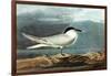 American Coot-John James Audubon-Framed Art Print