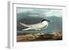 American Coot-John James Audubon-Framed Art Print