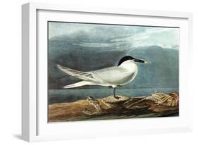 American Coot-John James Audubon-Framed Art Print