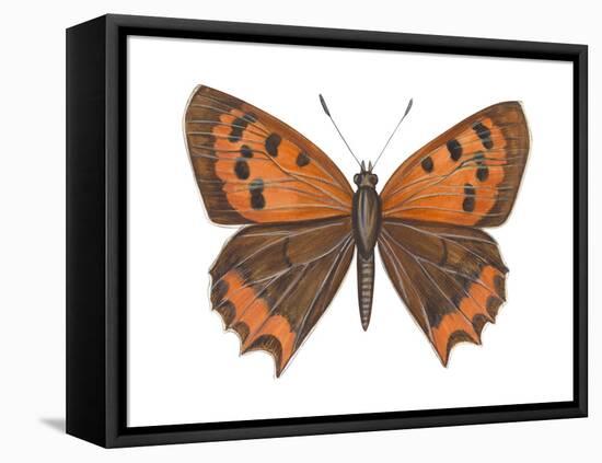 American Copper Butterfly (Lycaena Hypophlaea), Insects-Encyclopaedia Britannica-Framed Stretched Canvas