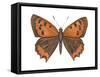 American Copper Butterfly (Lycaena Hypophlaea), Insects-Encyclopaedia Britannica-Framed Stretched Canvas