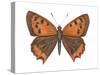 American Copper Butterfly (Lycaena Hypophlaea), Insects-Encyclopaedia Britannica-Stretched Canvas