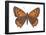 American Copper Butterfly (Lycaena Hypophlaea), Insects-Encyclopaedia Britannica-Framed Poster